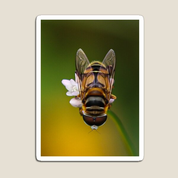 Hoverfly Magnet