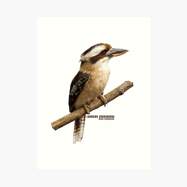 Laughing Kookaburra_01C Art Print