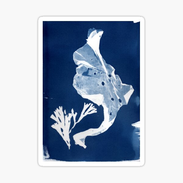 untitled cyanotype Sticker