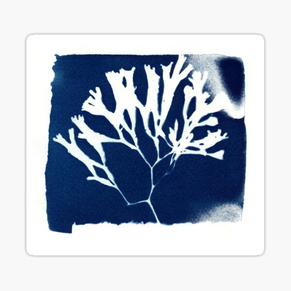 untitled cyanotype Sticker