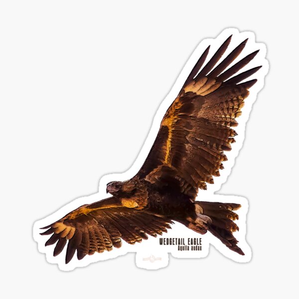 Wedgetail Eagle_03C Sticker
