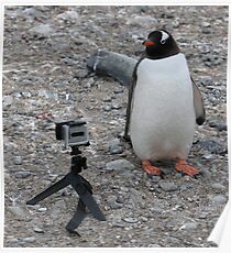 Gentoo penguin selfie in Antarctica Poster