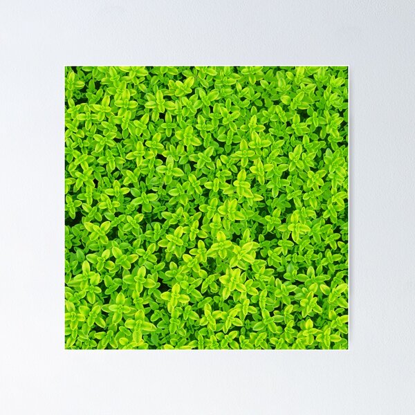 Item preview, Plant Leaves designed and sold by Wanato.