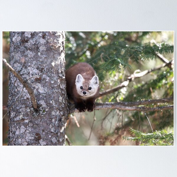 Item preview, American Marten designed and sold by mlorenz.