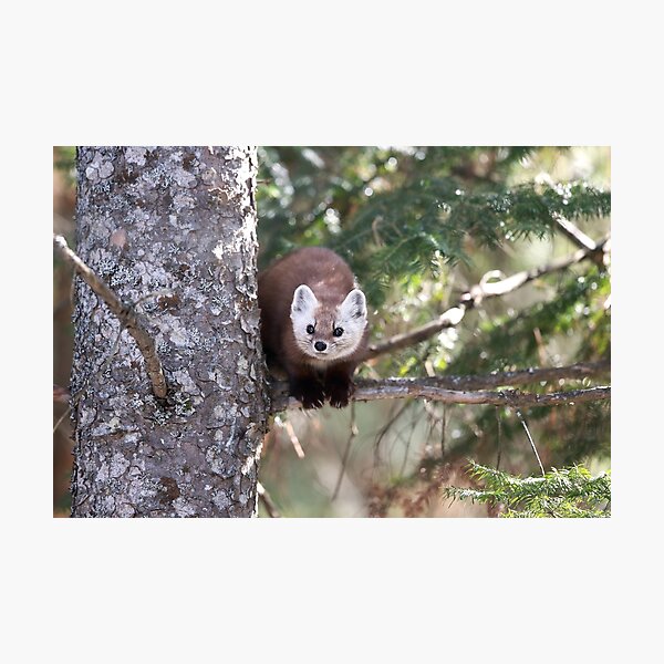 Item preview, American Marten designed and sold by mlorenz.