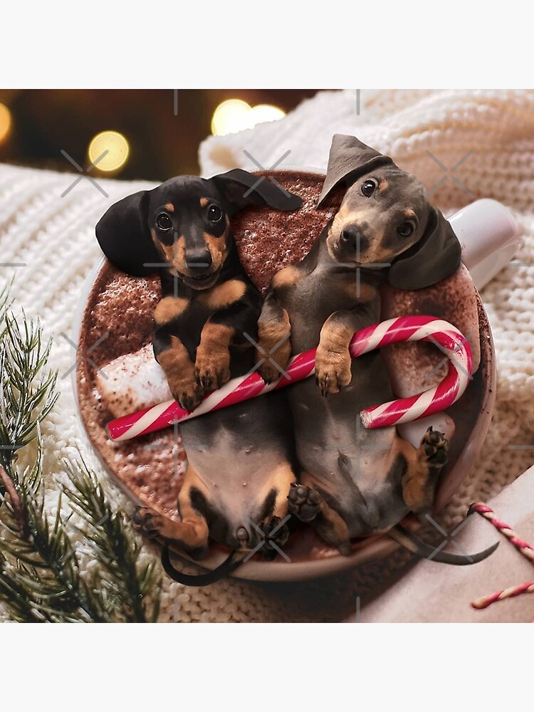 Mini Dachshunds Merry Christmas