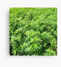 Marijuana Canvas Print