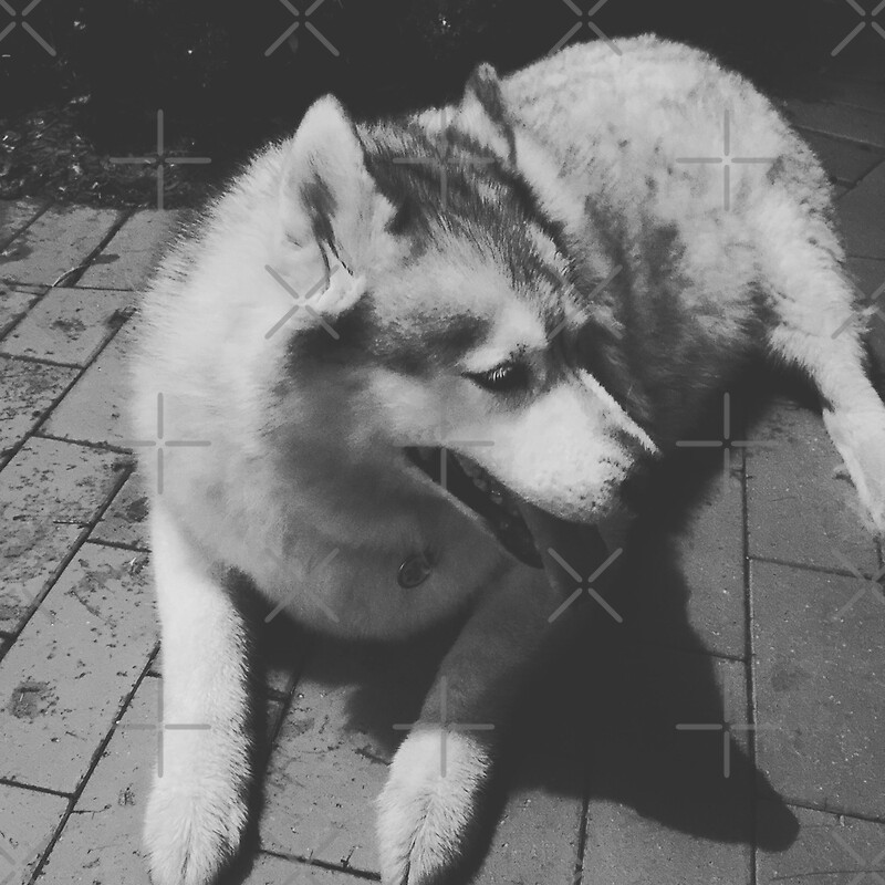 "Shedding Husky" by eidann Redbubble