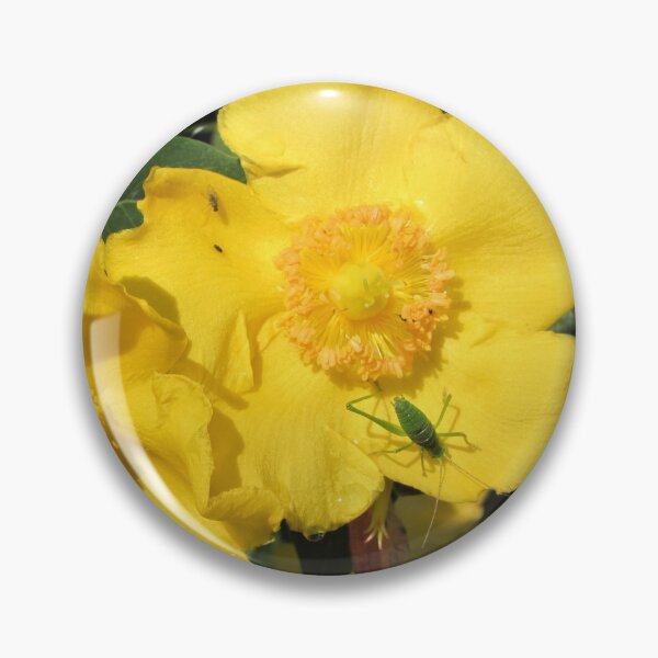 Item preview, Grasshopper on Yellow Hypericum Moserianum designed and sold by GoNatureDesigns.