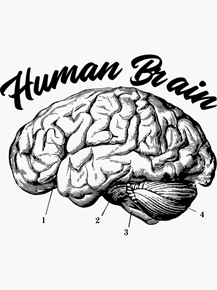 Human Brain Design by ds-4