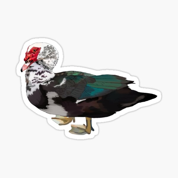 Item preview, Muscovy duck designed and sold by Skcud.