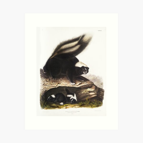 Item preview, American Skunk - John James Audubon designed and sold by Vintage Designs +.