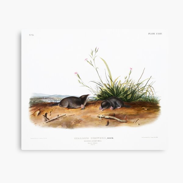 Item preview, Brewer's Shrew Mole - John James Audubon designed and sold by Vintage Designs +.