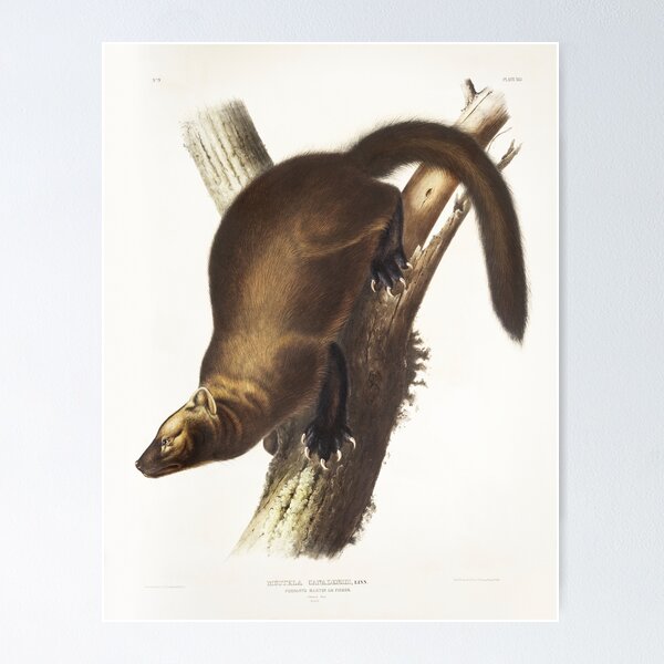 Item preview, Marten - John James Audubon designed and sold by Vintage Designs +.