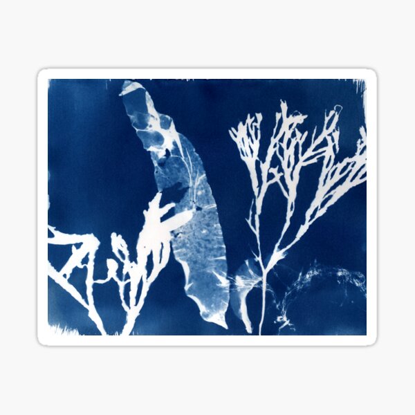 untitled cyanotype Sticker