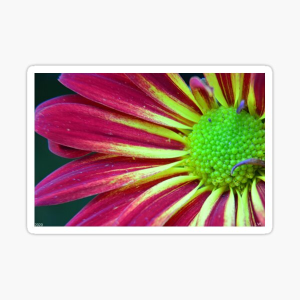 Item preview, Chrysanthe Mums designed and sold by LisaWootenPhoto.