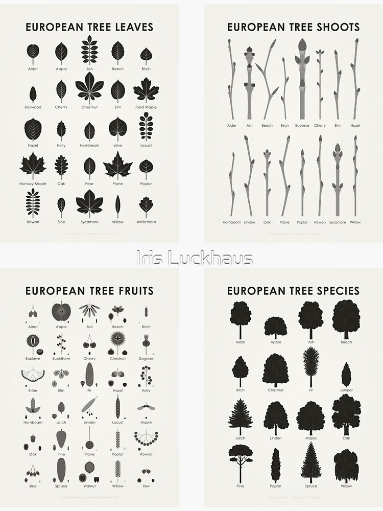 Identification Chart, Leaves of Trees and Shrubs – Iris Luckhaus