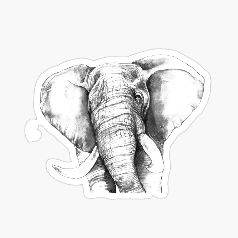Elephant Coloring Page For Kids  Turkau