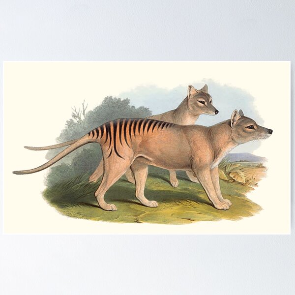 Item preview, Animals Of Australia The Tasmanian Tiger Or Thylacine designed and sold by JoolyA.