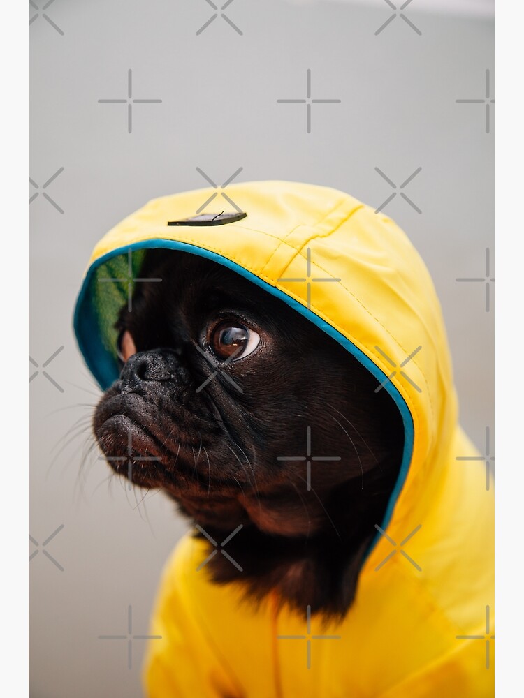 Pug shop in raincoat