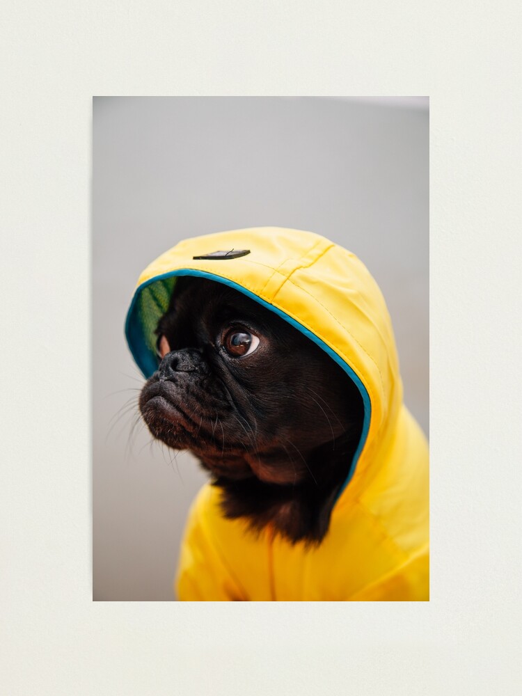 Pug raincoat outlet