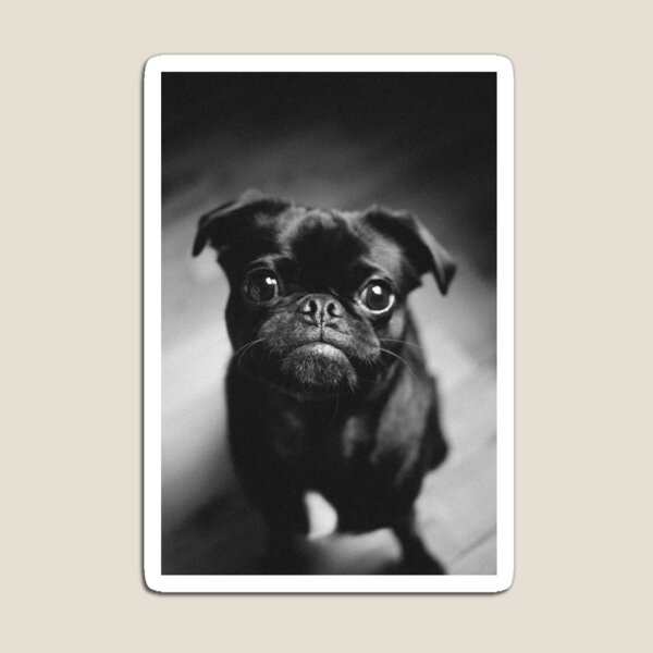 Item preview, Black and White Pug Canine Dog designed and sold by Alladin7.