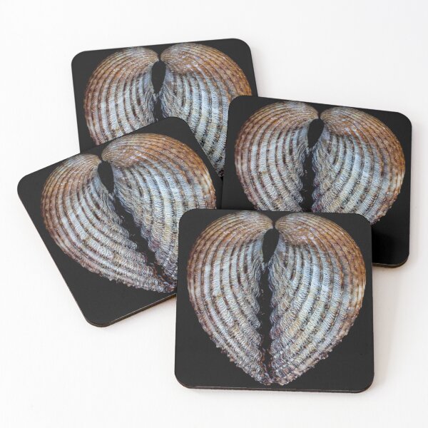 Item preview, Cockle Sea Shell. designed and sold by John Ray.