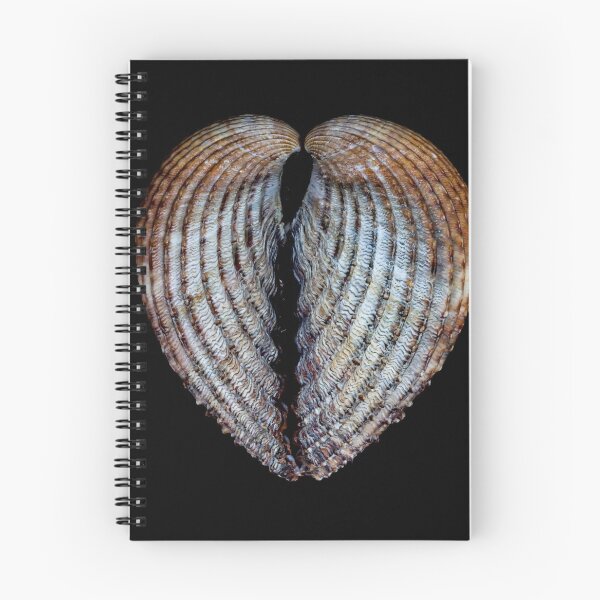 Item preview, Cockle Sea Shell. designed and sold by John Ray.