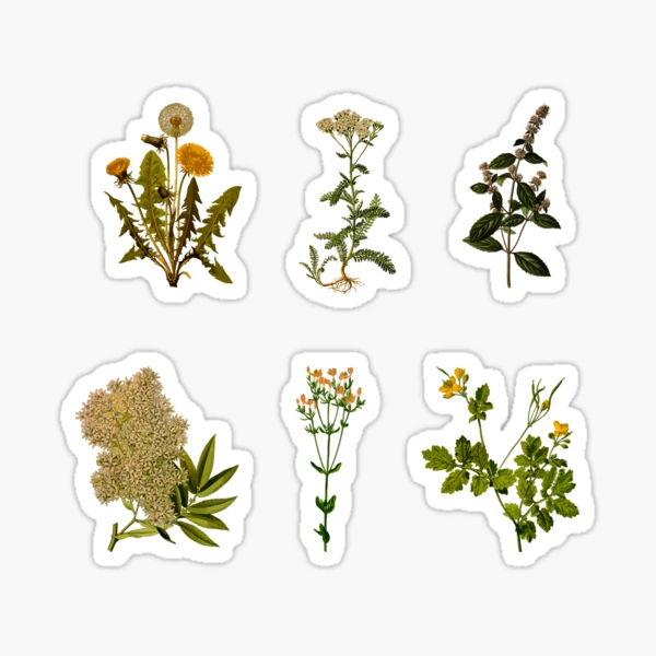 Pegatinas decorativas naturaleza herbario de plantas silvestres