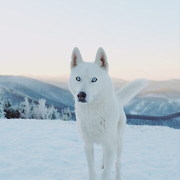 Arctic Snow Siberian Husky