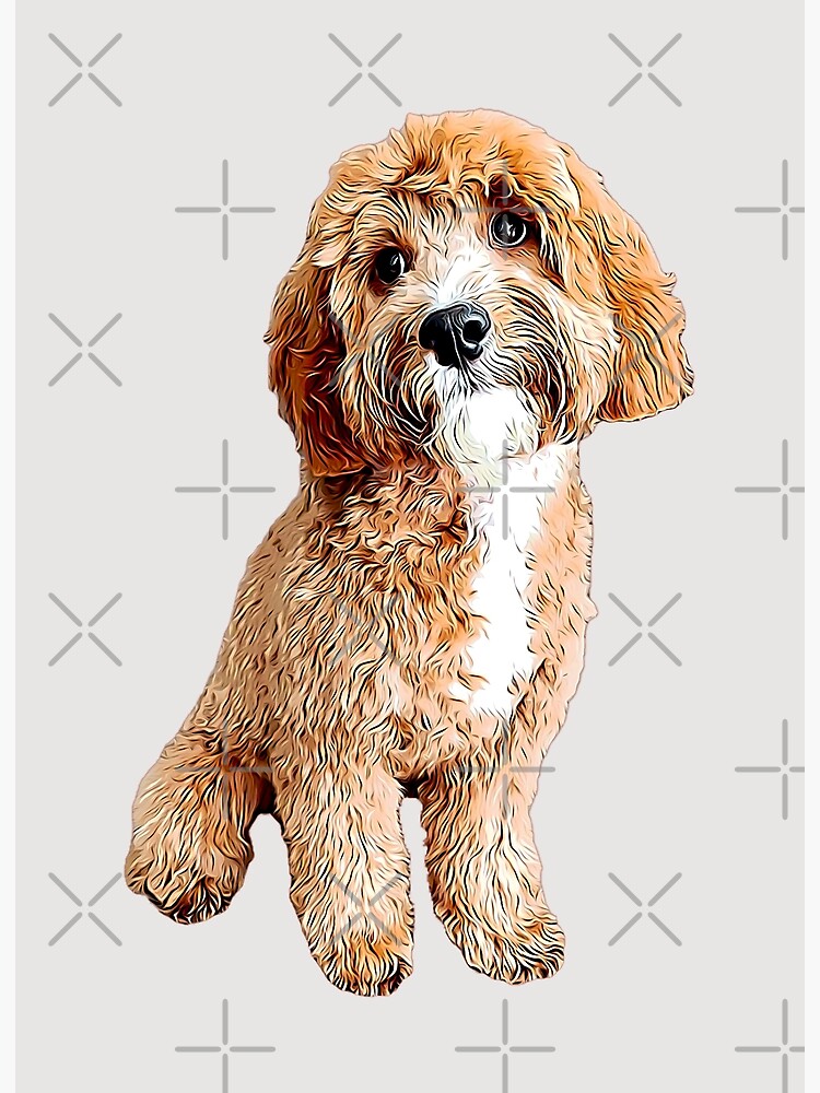 Doodle cavapoo sales