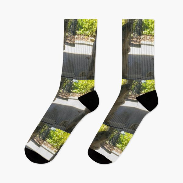 Item preview, Squirrel Friend Looking Up designed and sold by NathanMoore92.