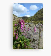 Scottish scenery Metal Print