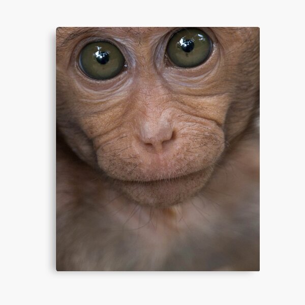 Monkey Funny Face Wall Art For Sale Redbubble