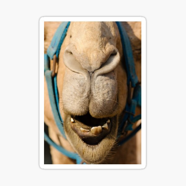 Item preview, Funny Camel Face designed and sold by SAVWIS.
