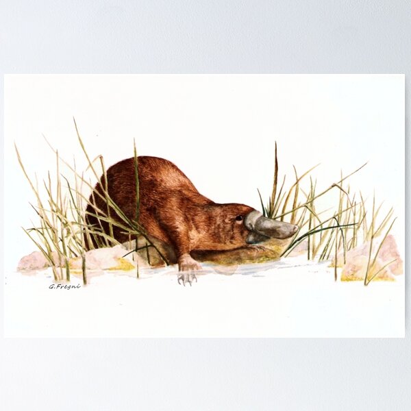 Item preview, Platypus designed and sold by StudioEmilia.