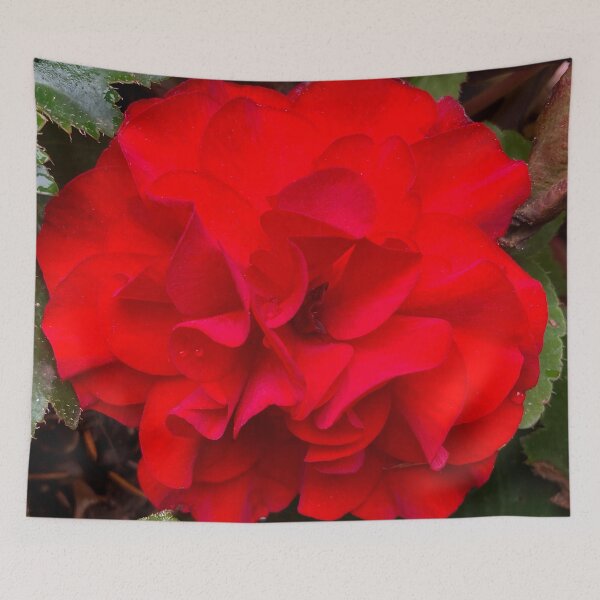 Item preview, Deep Red Begonia designed and sold by bryanmcclelland.