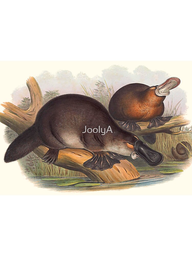 Animals Of Australia The Duck Billed Platypus Baby One Piece By Joolya Redbubble