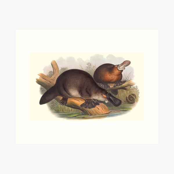 Item preview, Animals Of Australia The Duck Billed Platypus designed and sold by JoolyA.