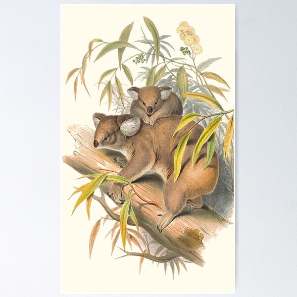 Item preview, Animals Of Australia The Koala designed and sold by JoolyA.