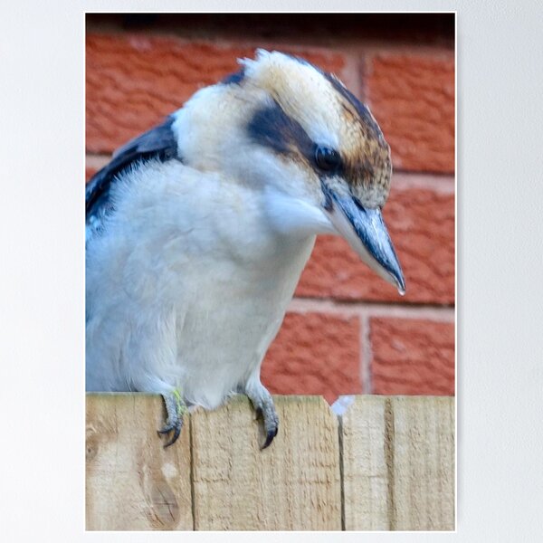 Item preview, Kookaburra on the Fence! designed and sold by Mickangelhere.