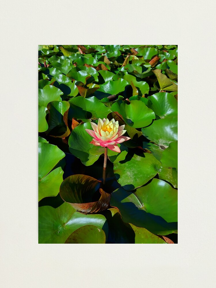 Lámina fotográfica «Solo flor de lirio de agua amarilla rosa sobre un fondo  de hojas verdes, iluminada por el sol de la mañana.» de trinitronboy |  Redbubble