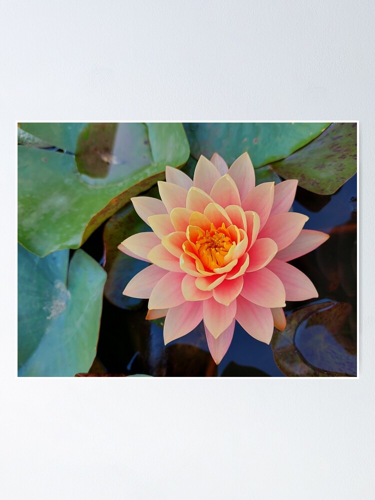 Póster «Hermosa flor de lirio de agua amarillo rosa de cerca sobre un fondo  de hojas verdes, iluminado por el sol de la mañana.» de trinitronboy |  Redbubble