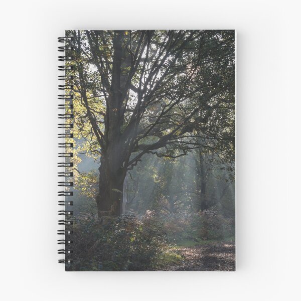 Item preview, Autumn in Richmond Park Woodland designed and sold by Steve Liptrot Photography.