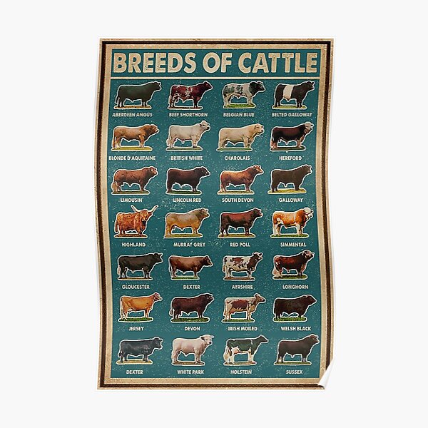 Breeds Of Cattle funny animals Poster