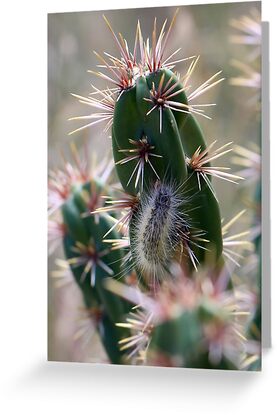 fuzzy caterpillar on a