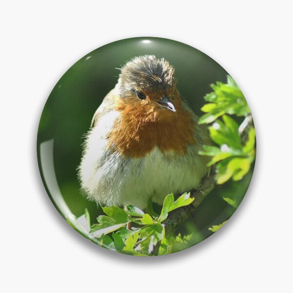 Item preview, Robin in Springtime sunshine designed and sold by rosiephotos.