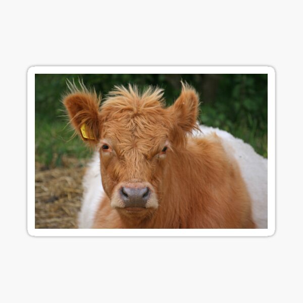 Item preview, Belted Galloway designed and sold by RedHillDigital.