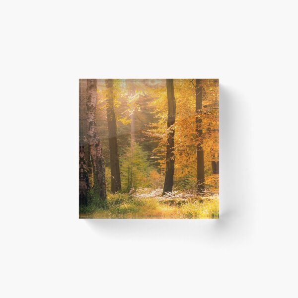 Item preview, Tollymore Forest designed and sold by GaryMcParland.
