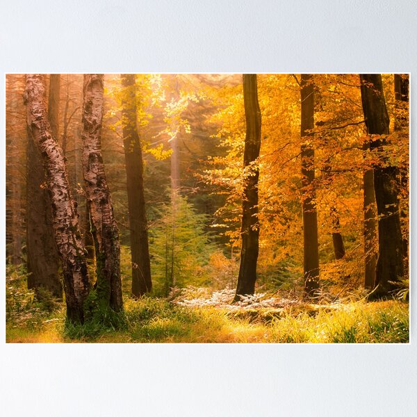 Item preview, Tollymore Forest designed and sold by GaryMcParland.